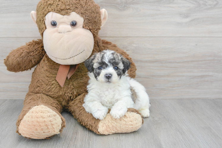Poochon Puppy for Adoption