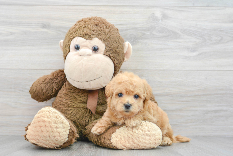 Fluffy Poochon Poodle Mix Pup