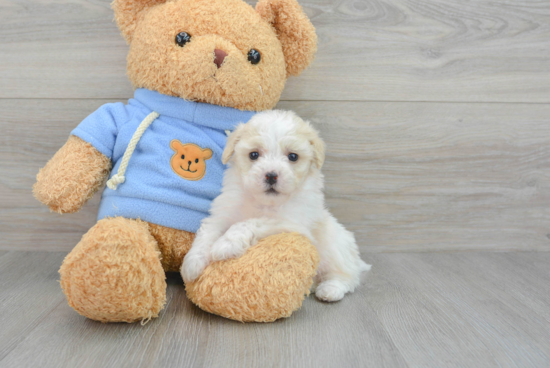 Little Bichpoo Poodle Mix Puppy