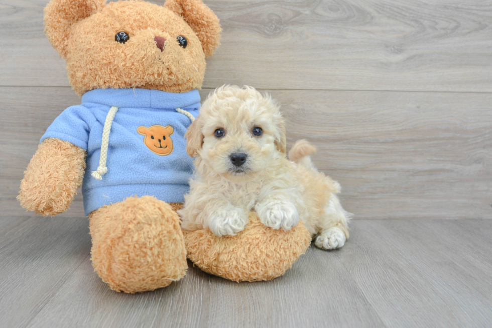 Petite Poochon Poodle Mix Pup