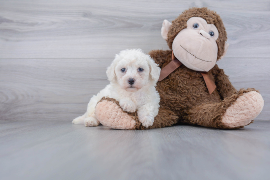 Poochon Pup Being Cute