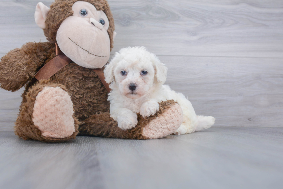 Adorable Bichpoo Poodle Mix Puppy