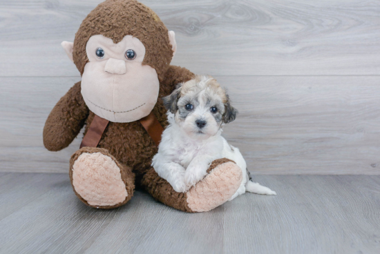 Popular Poochon Poodle Mix Pup