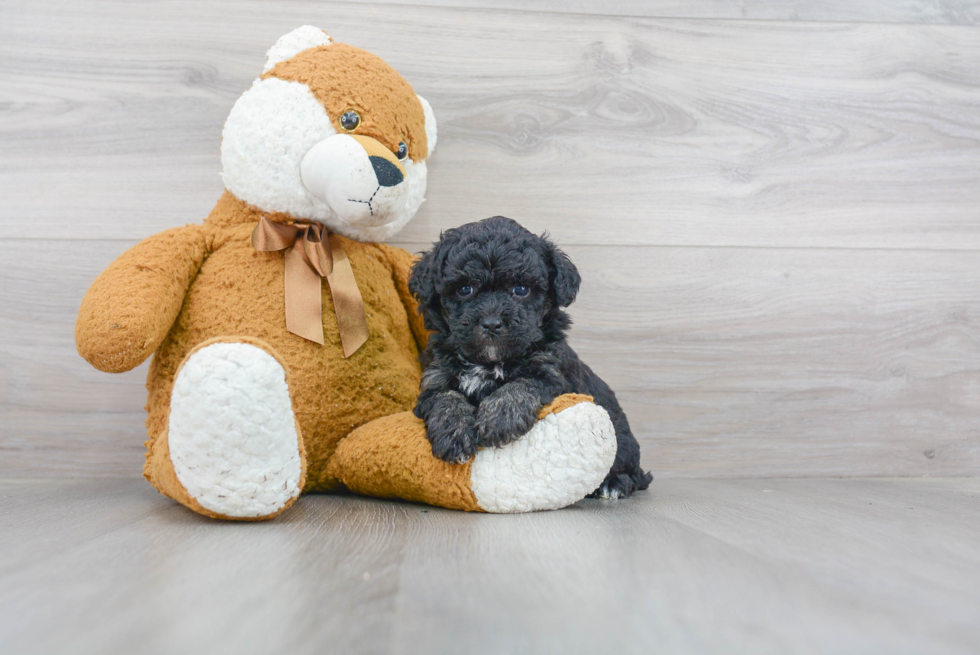 Playful Bichpoo Poodle Mix Puppy