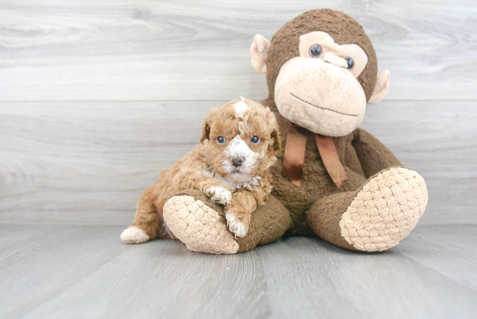 Little Bichpoo Poodle Mix Puppy