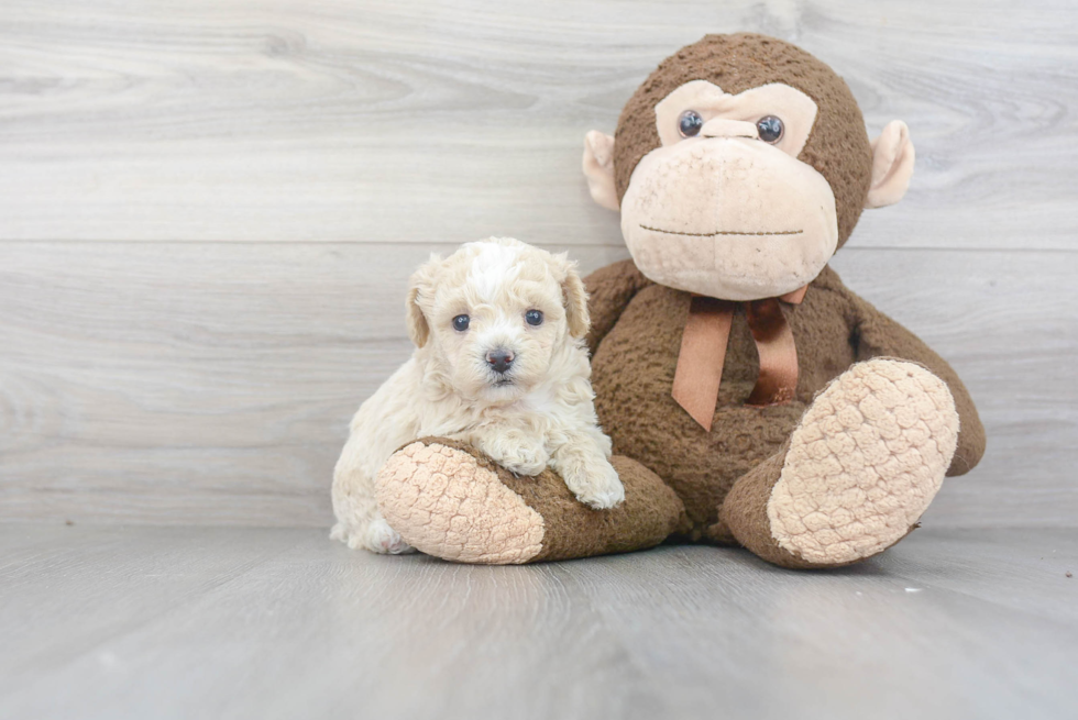 Playful Bichpoo Poodle Mix Puppy