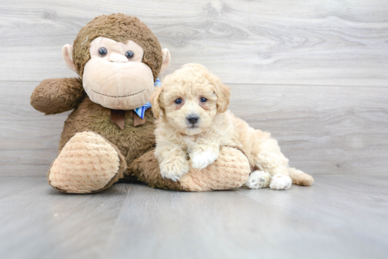 Popular Poochon Poodle Mix Pup