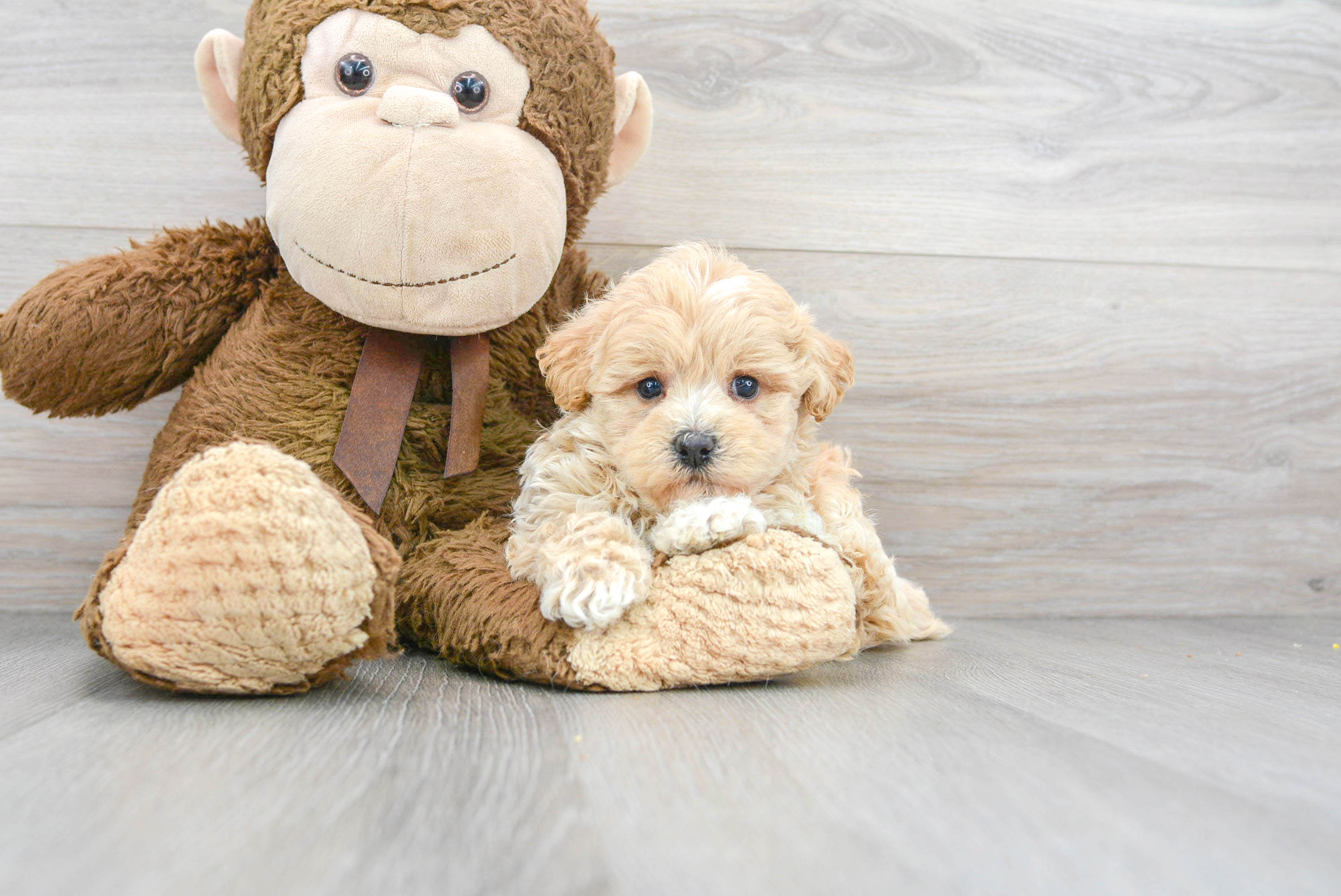 Best Poochon Baby