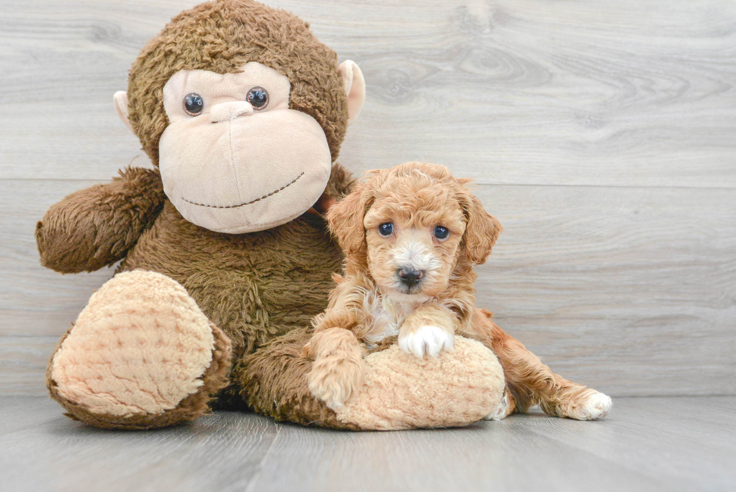 Friendly Poochon Baby