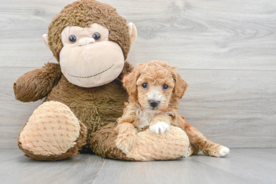 Friendly Poochon Baby