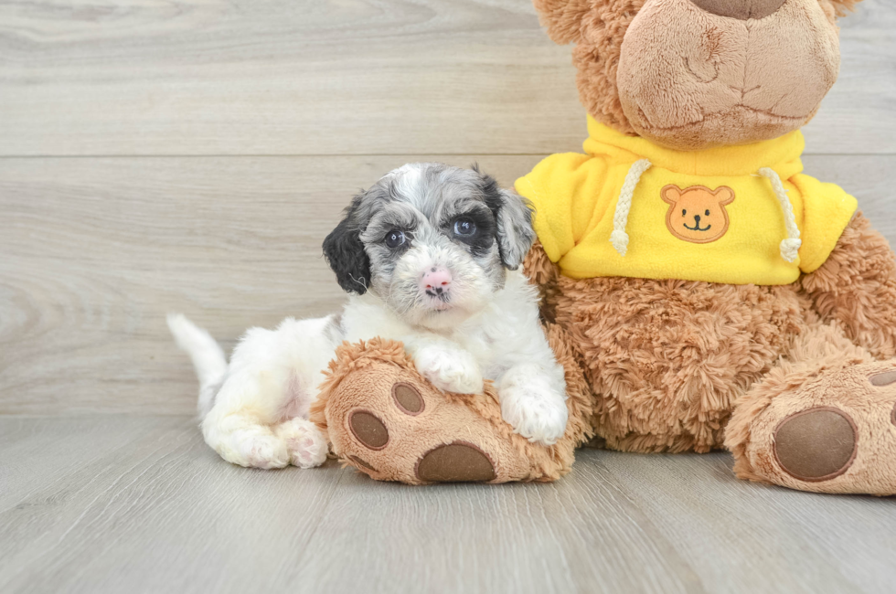 6 week old Poochon Puppy For Sale - Premier Pups