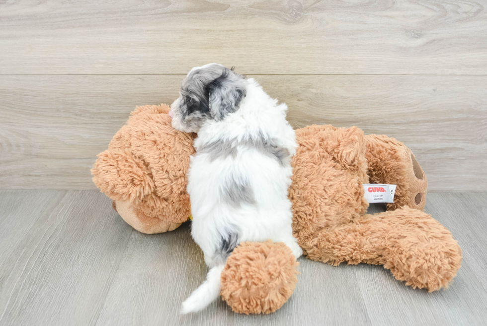 Smart Poochon Poodle Mix Pup