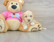 7 week old Poochon Puppy For Sale - Premier Pups