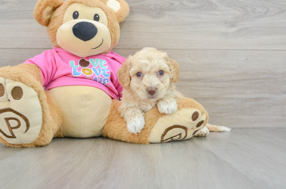 7 week old Poochon Puppy For Sale - Premier Pups