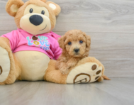 7 week old Poochon Puppy For Sale - Premier Pups