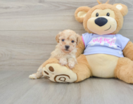 8 week old Poochon Puppy For Sale - Premier Pups