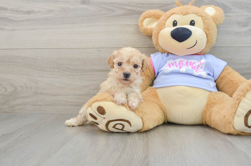 5 week old Poochon Puppy For Sale - Premier Pups