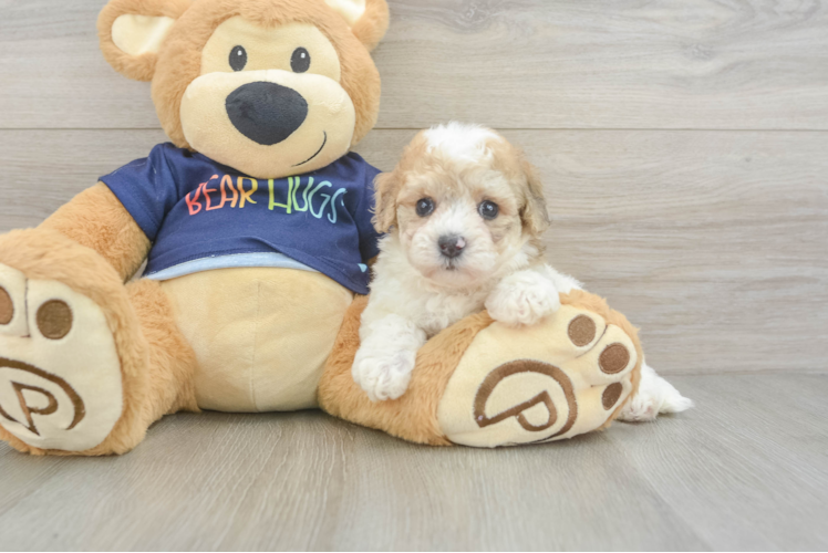 Cute Poochon Baby