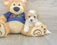 6 week old Poochon Puppy For Sale - Premier Pups