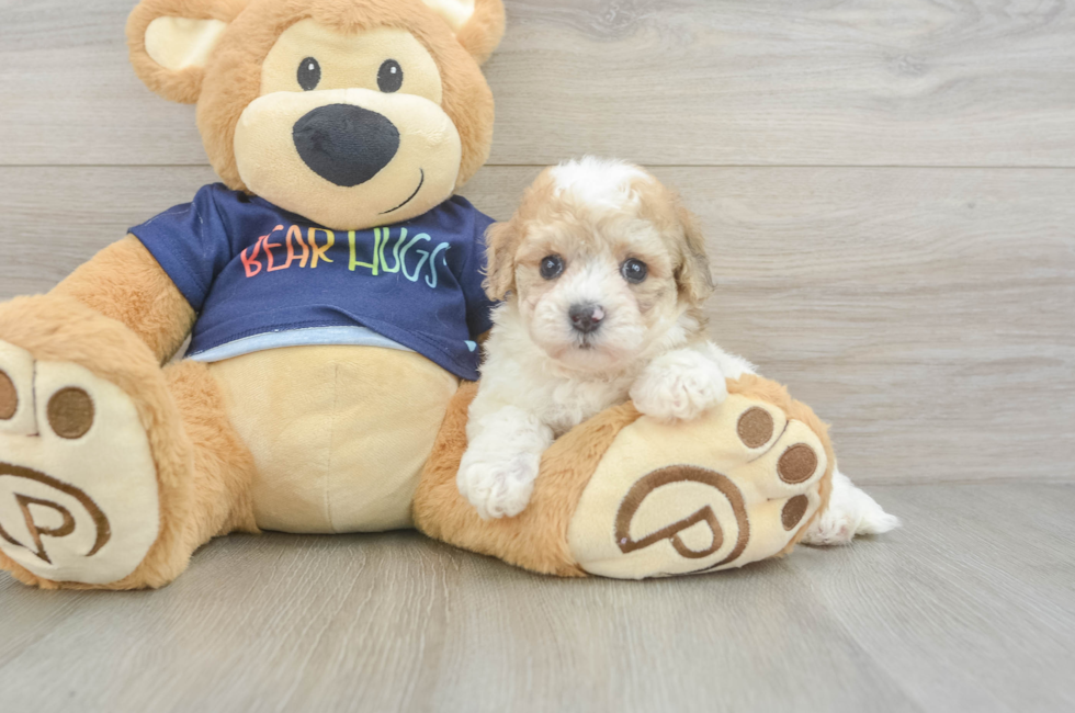 5 week old Poochon Puppy For Sale - Premier Pups