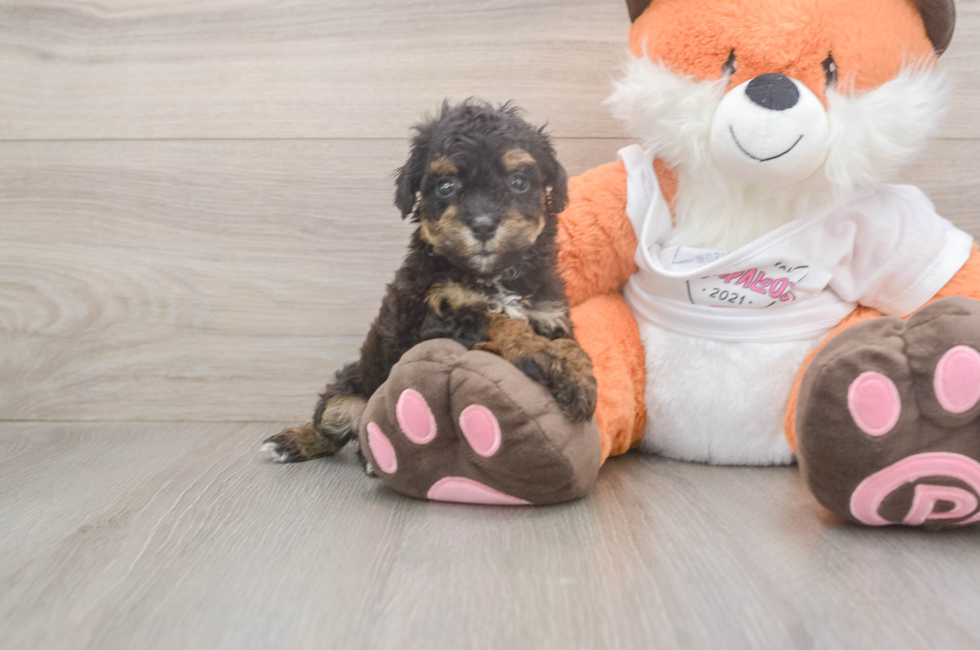 5 week old Poochon Puppy For Sale - Premier Pups