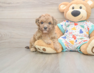 7 week old Poochon Puppy For Sale - Premier Pups