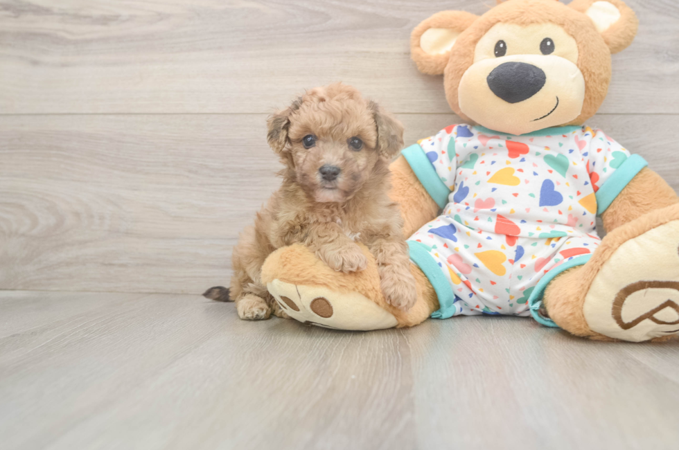 6 week old Poochon Puppy For Sale - Premier Pups