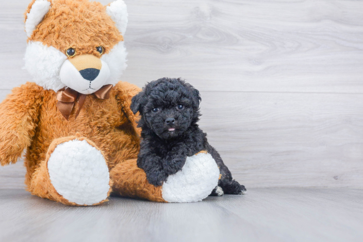 Friendly Poochon Baby