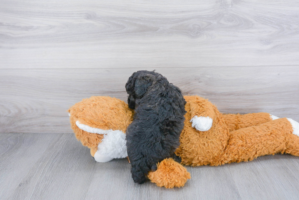 Petite Poochon Poodle Mix Pup