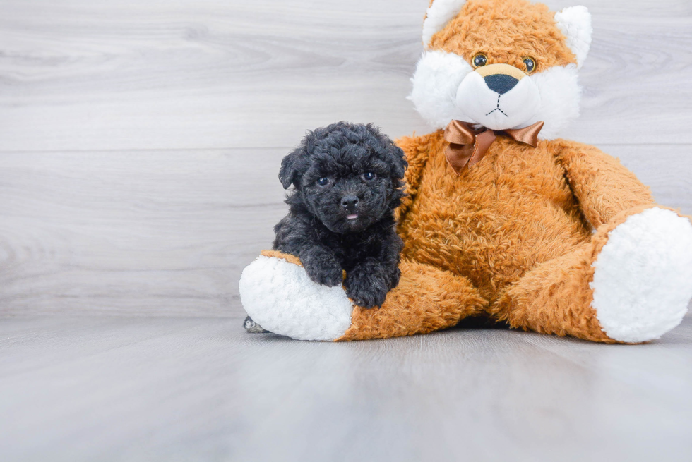 Petite Poochon Poodle Mix Pup