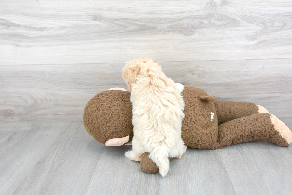 Popular Poochon Poodle Mix Pup