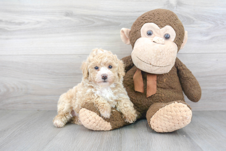 Little Bichpoo Poodle Mix Puppy