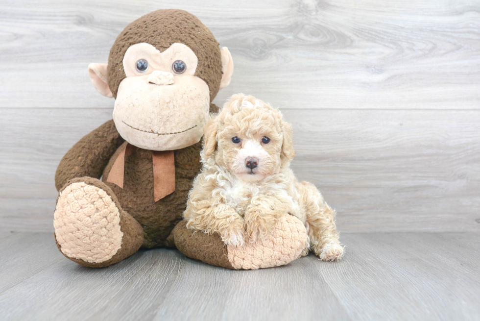 Energetic Bichpoo Poodle Mix Puppy