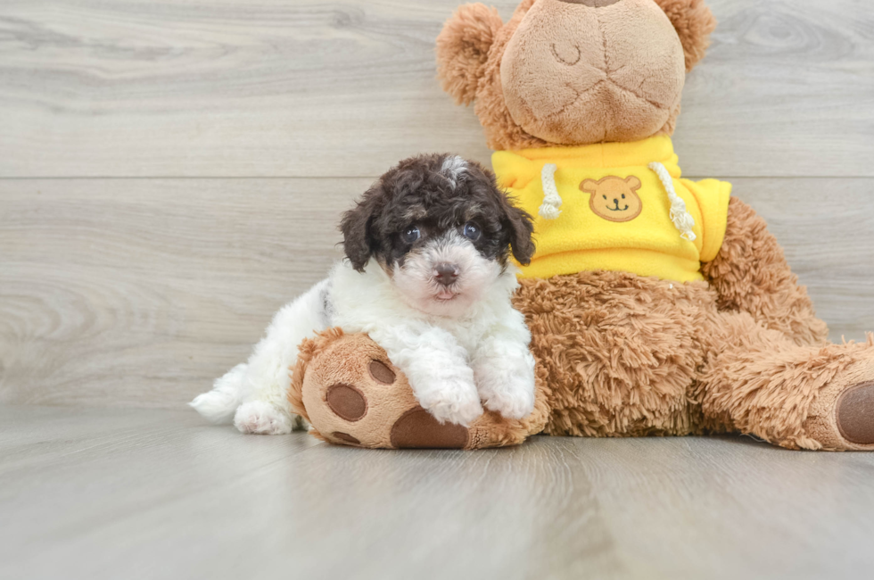 8 week old Poochon Puppy For Sale - Premier Pups