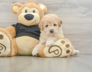 8 week old Poochon Puppy For Sale - Premier Pups