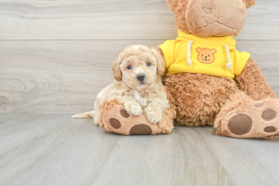 Petite Poochon Poodle Mix Pup