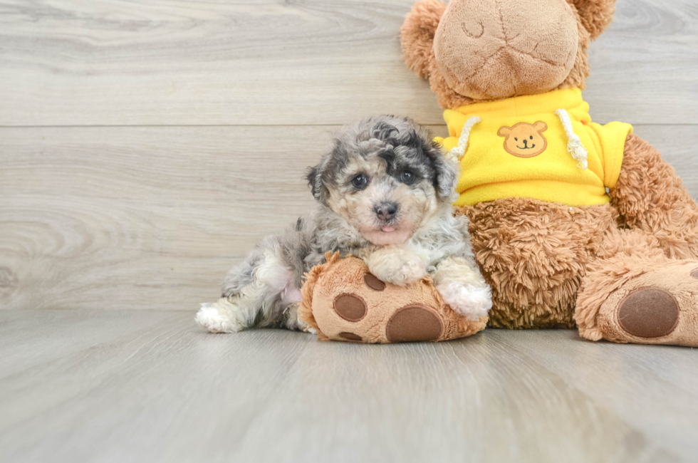 5 week old Poochon Puppy For Sale - Premier Pups