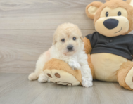 5 week old Poochon Puppy For Sale - Premier Pups