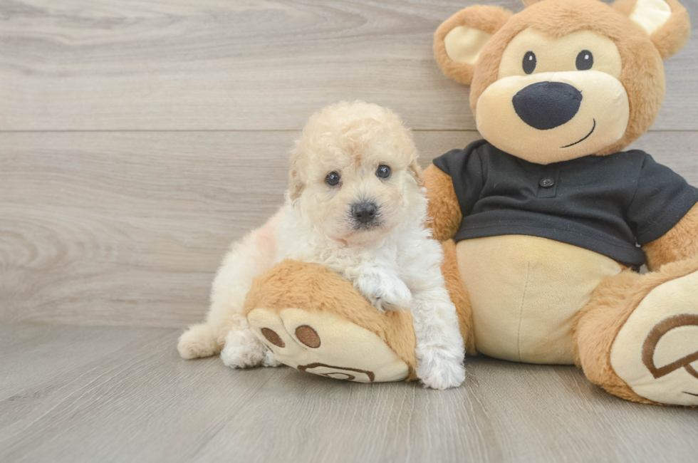 5 week old Poochon Puppy For Sale - Premier Pups