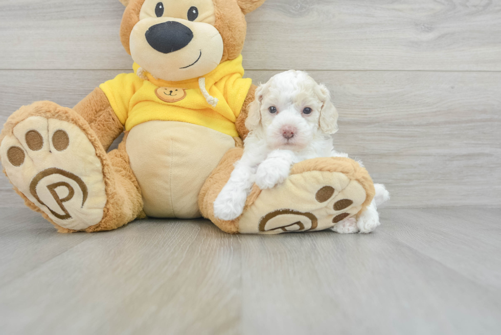 Playful Bichpoo Poodle Mix Puppy