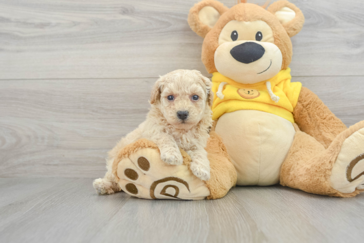 Poochon Pup Being Cute
