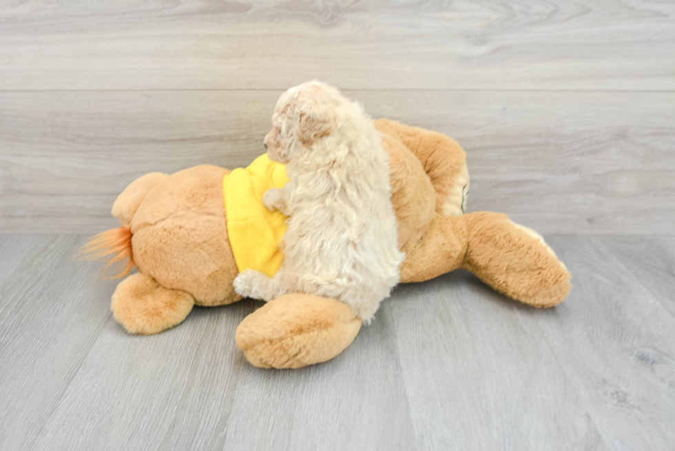 Cute Poochon Baby