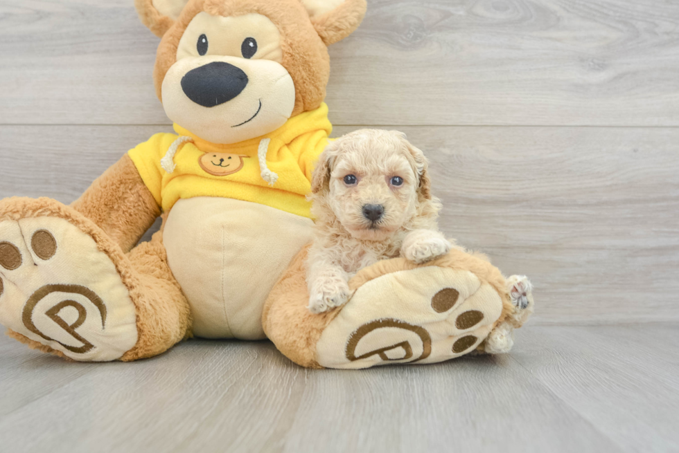 Happy Poochon Baby