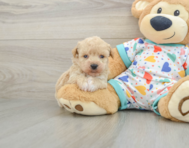 6 week old Poochon Puppy For Sale - Premier Pups