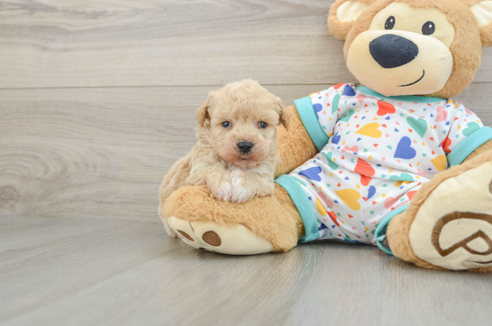 5 week old Poochon Puppy For Sale - Premier Pups