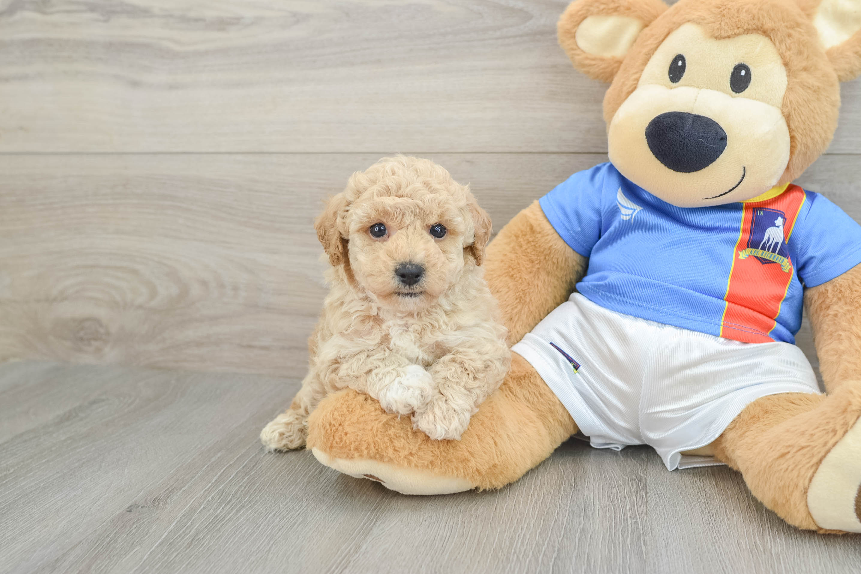 Poochon Pup Being Cute