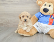 6 week old Poochon Puppy For Sale - Premier Pups