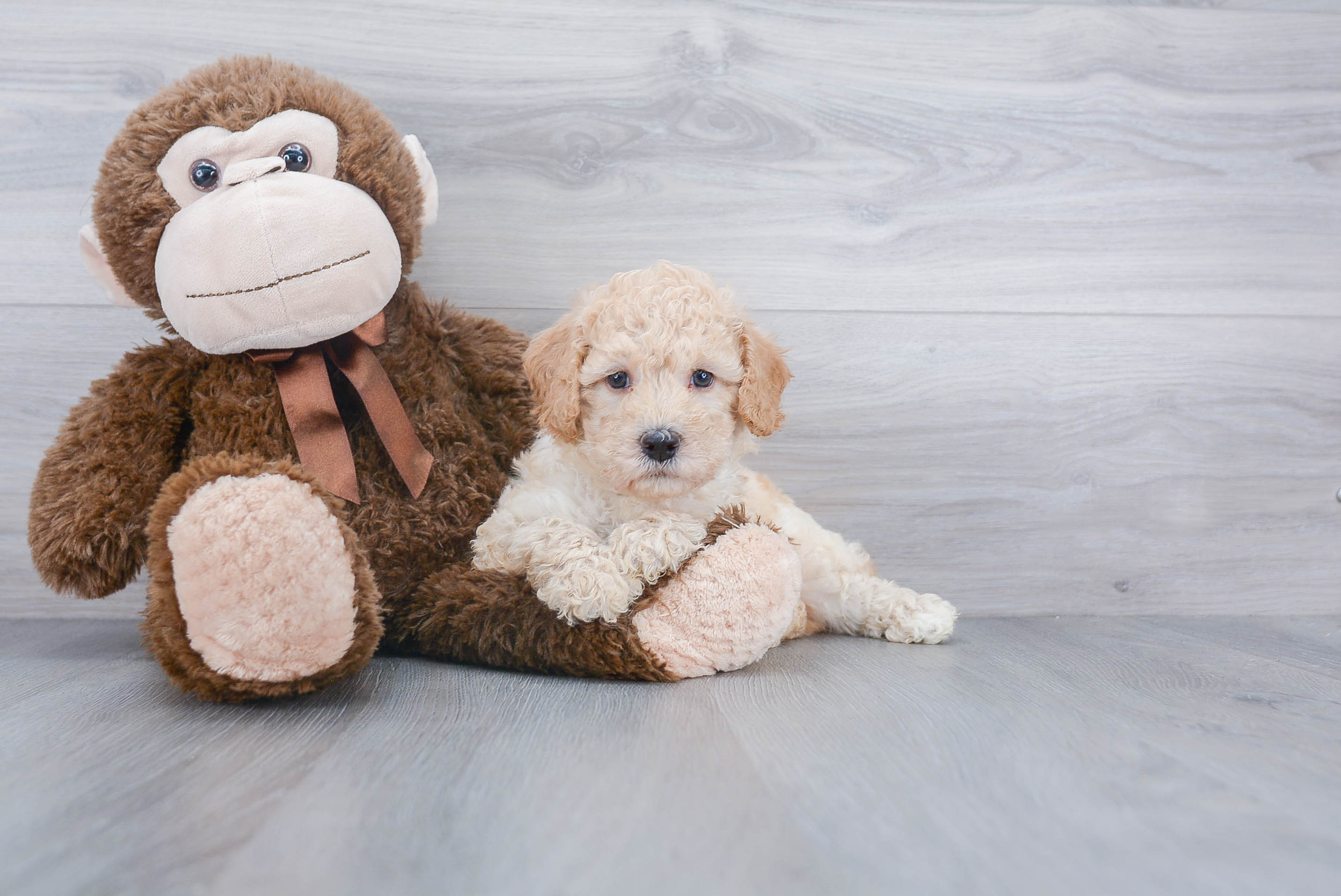 Best Poochon Baby
