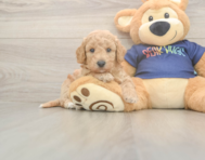 6 week old Poochon Puppy For Sale - Premier Pups