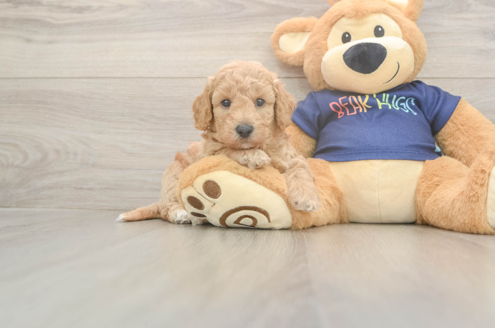 5 week old Poochon Puppy For Sale - Premier Pups